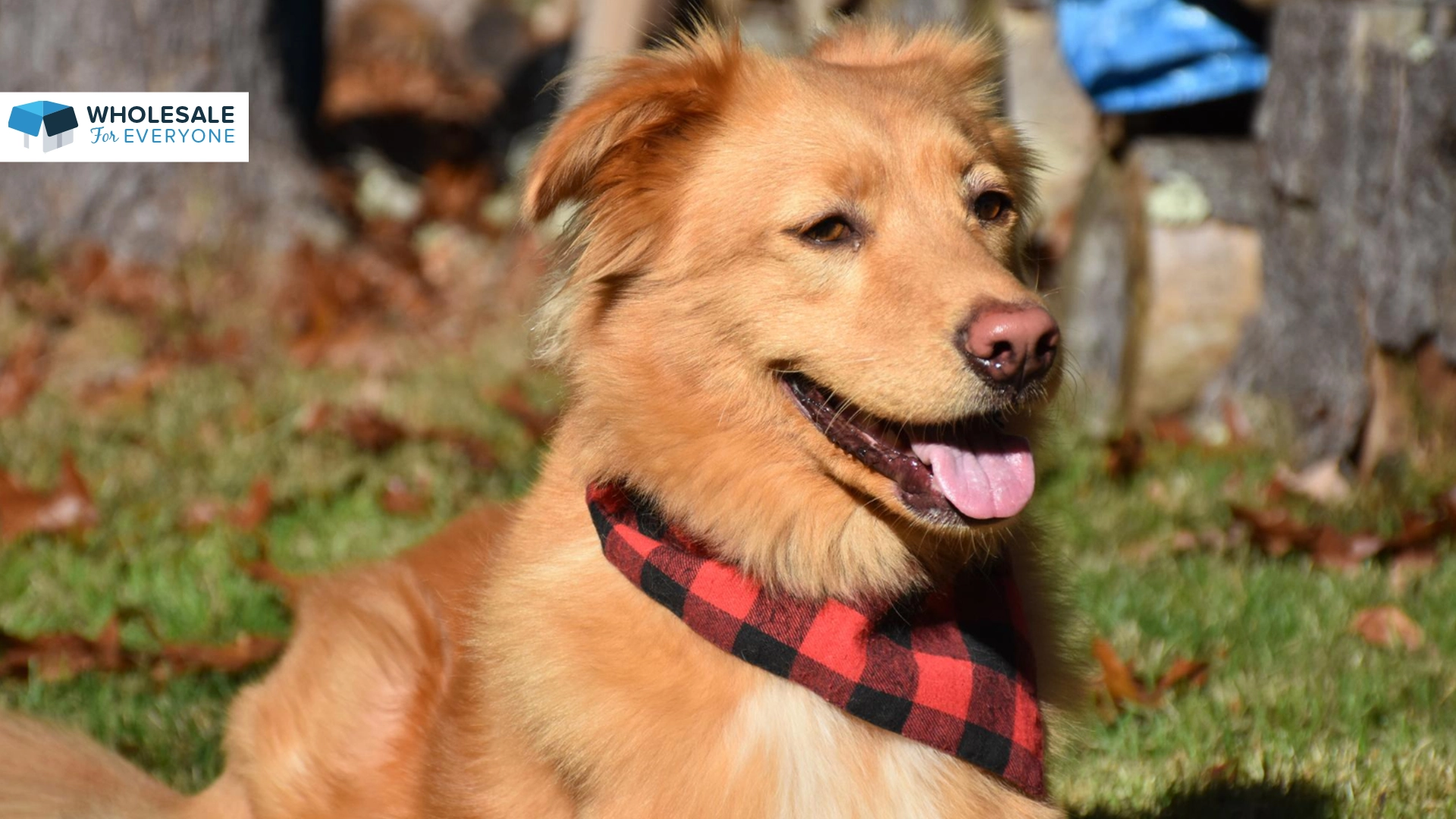 The photo shows a dog wearing a bandana.